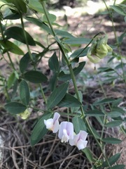 Lathyrus lanszwertii