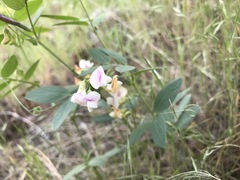 Lathyrus lanszwertii