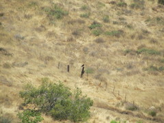 Corvus corax sinuatus