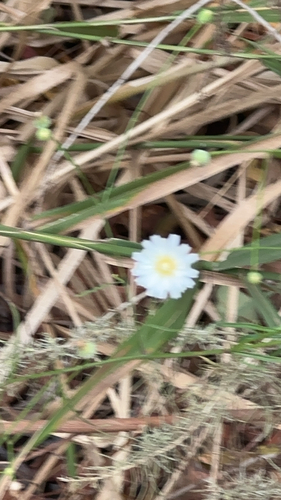 Malacothrix saxatilis observed 2026-10-10