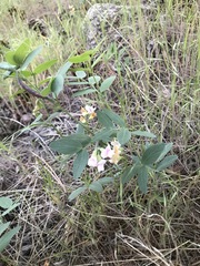 Lathyrus lanszwertii