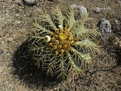 Ferocactus glaucescens
