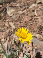 Tetraneuris argentea