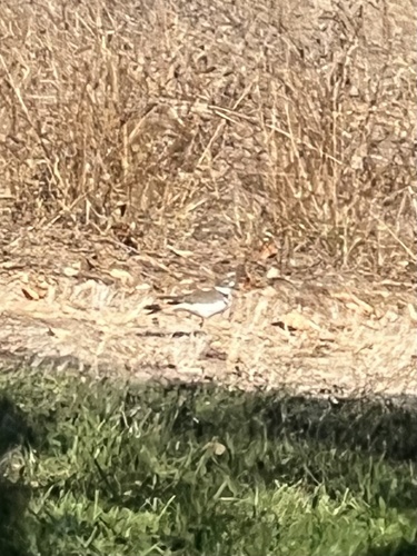 Killdeer seen in Sonoma Valley