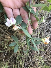 Lathyrus lanszwertii