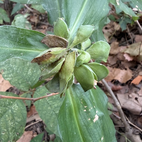 Commelina virginica observed 2026-10-10