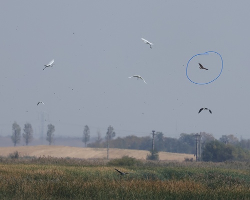 Western Marsh Harrier