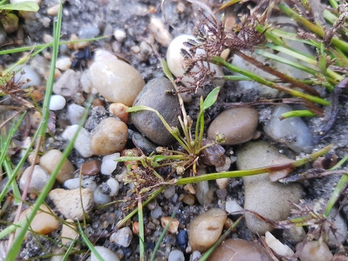 water mudwort