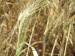 Hordeum vulgare