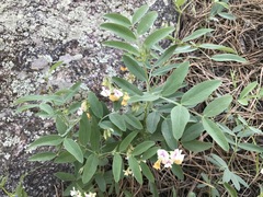 Lathyrus lanszwertii