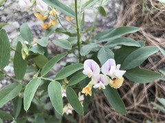 Lathyrus lanszwertii