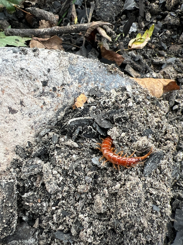 Eastern Red Centipede