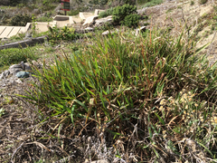 Phalaris californica