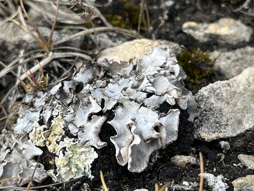 Peltigera rufescens observed 2026-10-10