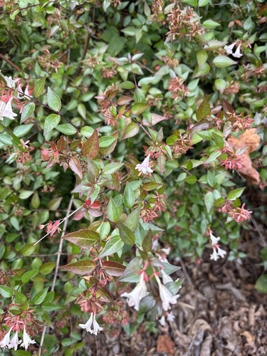 Abelia chinensis observed 2026-10-09
