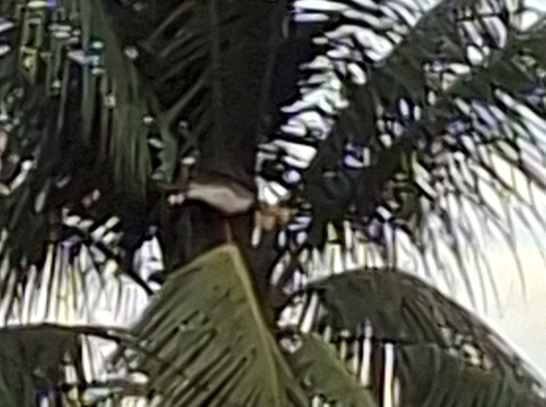 Buff-necked Ibis