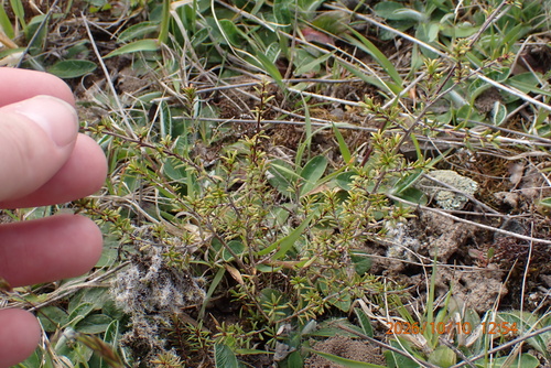 Kunzea ericoides observed 2026-10-10