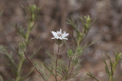 Osmadenia tenella