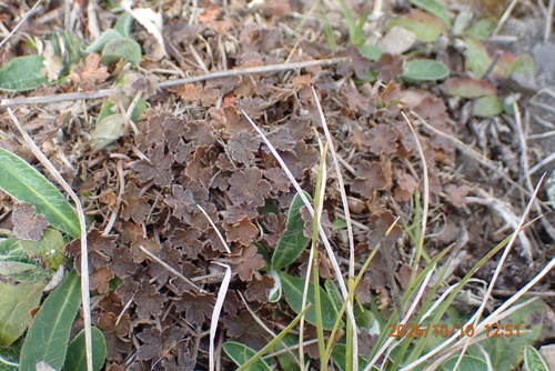 Geranium sessiliflorum observed 2026-10-10