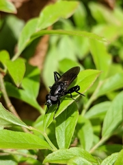 Chalcosyrphus piger
