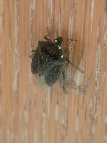 Southern Green Stink Bug