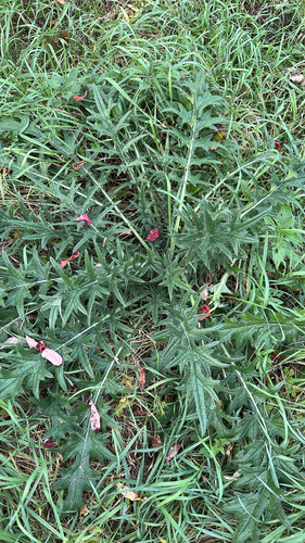 Bull Thistle