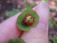 Euphorbia squamosa