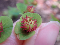 Euphorbia squamosa