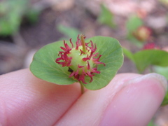 Euphorbia squamosa