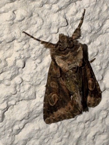 Green-brindled Crescent