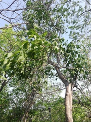 Gyrocarpus jatrophifolius