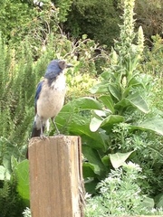 Aphelocoma californica