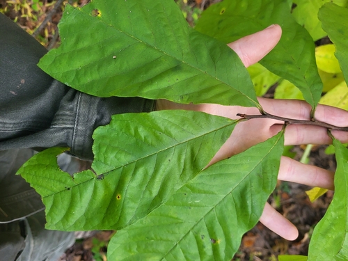common pawpaw