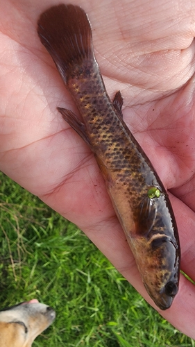 Central Mudminnow