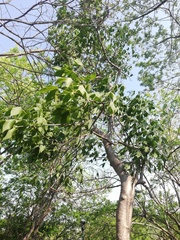 Gyrocarpus jatrophifolius