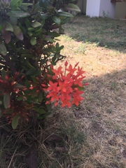 Ixora casei