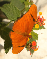 Dryas iulia