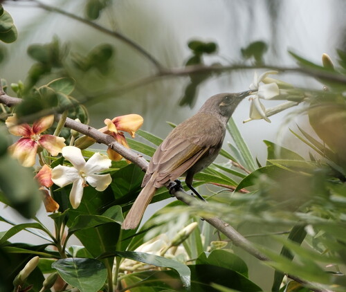 Brown Honeyeater