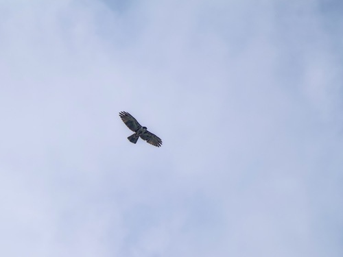 Rufous-bellied Eagle