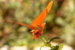 Dryas iulia