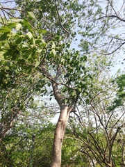 Gyrocarpus jatrophifolius