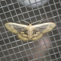 Idaea scintillularia