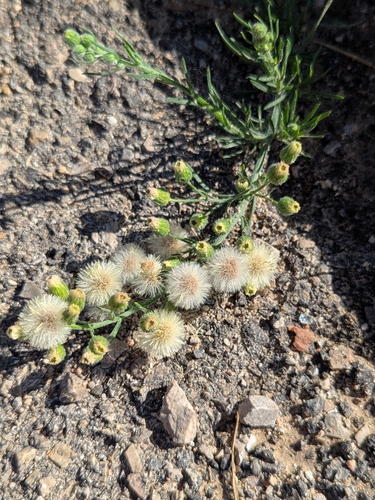 Flax-leaved Horseweed