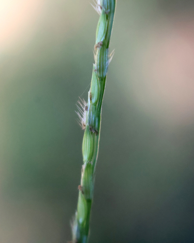 Digitaria ciliaris observed 2026-10-09