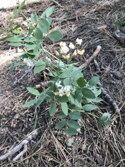 Lathyrus lanszwertii