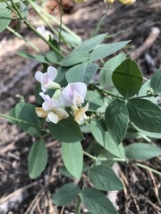 Lathyrus lanszwertii