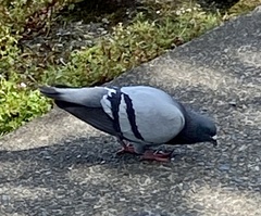 Columba livia