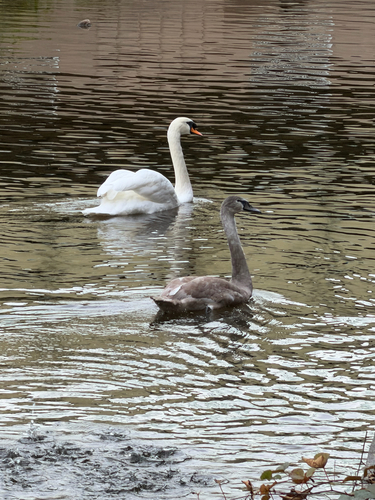 Mute Swan