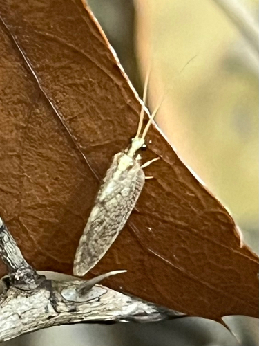 Hemerobius humulinus observed 2026-10-03