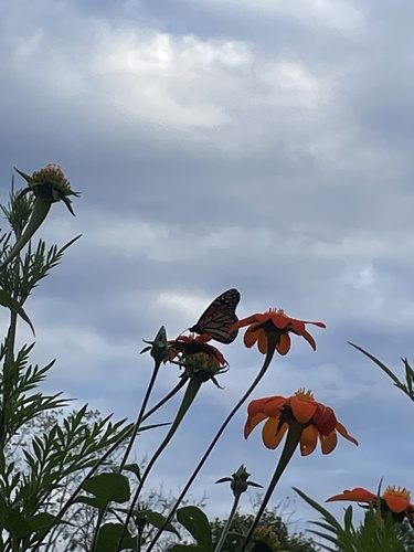 Monarch